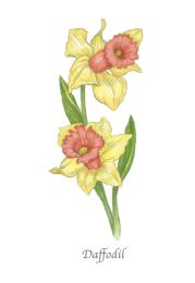 Asher and Arden, Mini Garden Card, Daffodil